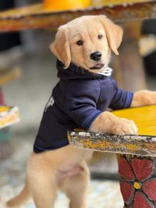 Golden Retriever 