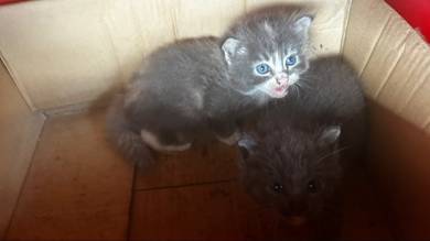 2 Female Kittens for Adoption 🐱💕