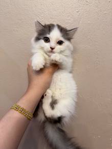 Non Standard Munchkin Long Hair