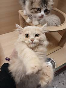 Persian Cream 