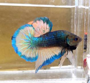 MG Banding Plakat HMPK Betta Fish / Ikan Laga