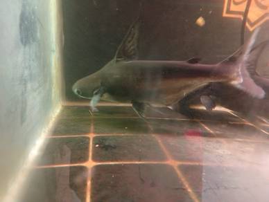Ikan Patin High Fin