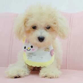 Maltipoo