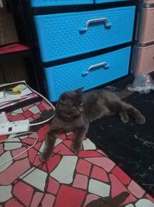 kucing