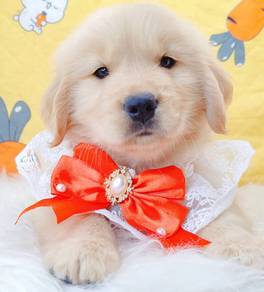 Golden Retriever