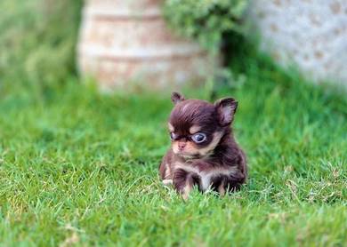 Chihuahua t