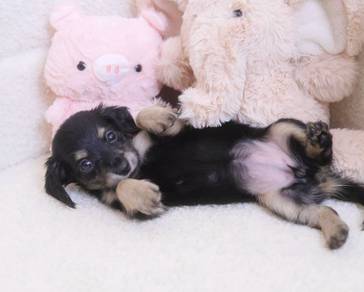 MINIATURE DACHSHUND Puppies D157 PREMIUM Quality G