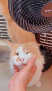 Maine Coon / MaineCoon Male Jantan CFA Cert