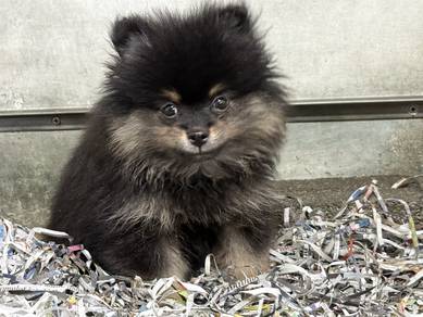 Pomeranian
