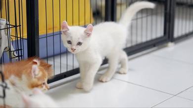 Solid White Munchkin Kitten (Long Leg)