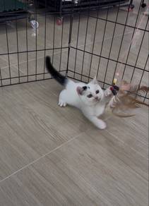 Kucing BSH Mix Persian
