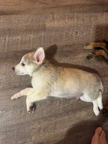 FUNNY Husky Mix Golden Retriever