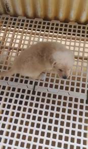 Pure Bred Golden Retriever (2M1F)