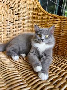 kitten female