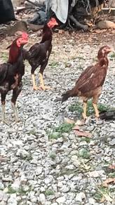 ayam 