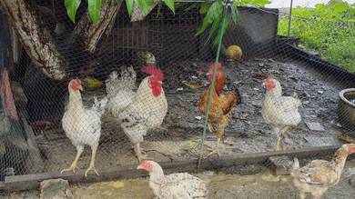 Ayam kampung kacuk 