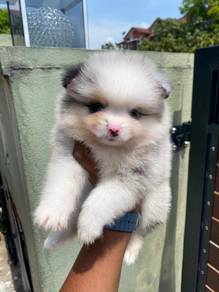 Tiny Pomeranian puppies 