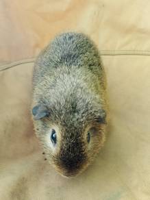 teddy n American satin guinea pig 