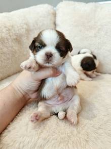 Shih tzu puppy