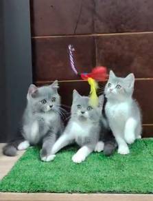 British Shorthair Bicolour (kitten male n female)