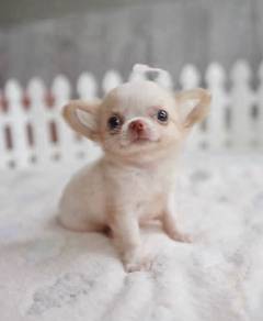 CHIHUAHUA PUPPIES CH284🌷 Head Apple Female