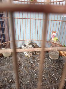 Burung puyuh Jepun
