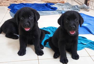 Labrador 