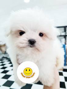 HHH-01299 Tiny Maltese MKA registered
