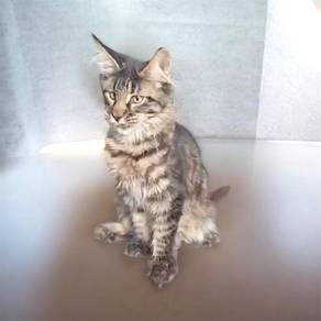 Mainecoon big size pure