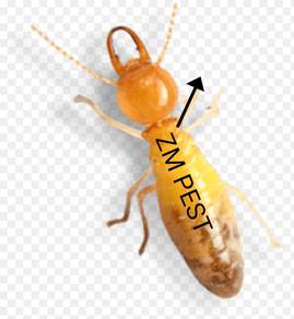 Pest control anai-anai