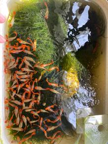 Ikan Guppy Mata Hitam Fish Aquascape Aquarium