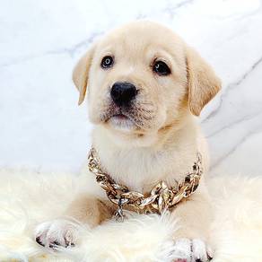 Labrador