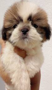 Shihtzu 