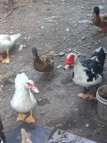 Itik Nila (Muscovy) & Itik Telur