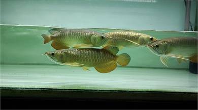 Arowana Highback 11-12inchi