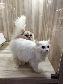 American Curl