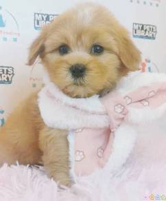 Maltipoo