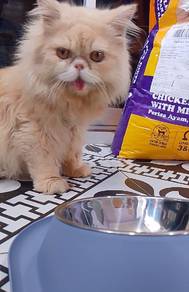 Persian flatnose