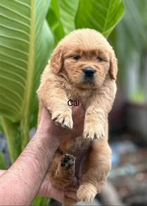 Golden Retriever+3