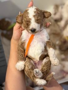 Giant Poodle Male Puppy No.5