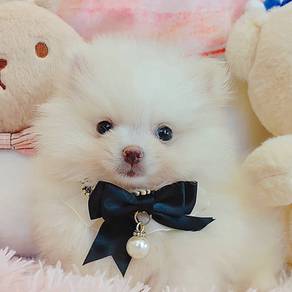 Pomeranian