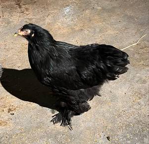Brahma Untuk Dijual !!