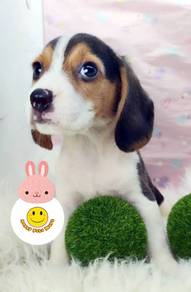 CC500 Beagle little sweetheart pet dog