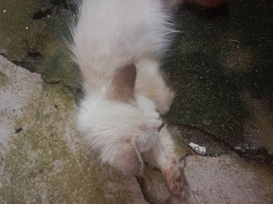 kucing untuk dijual