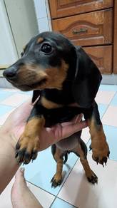 Blk Dachshund