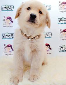 Golden Retriever