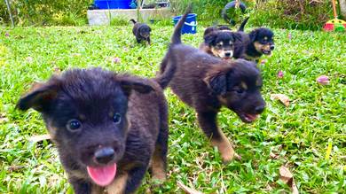 German Shepherd mixed Rottweiler