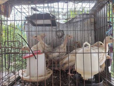 Anak Ayam Belanda