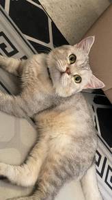 British Short Hair BSH