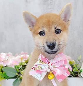 Shiba